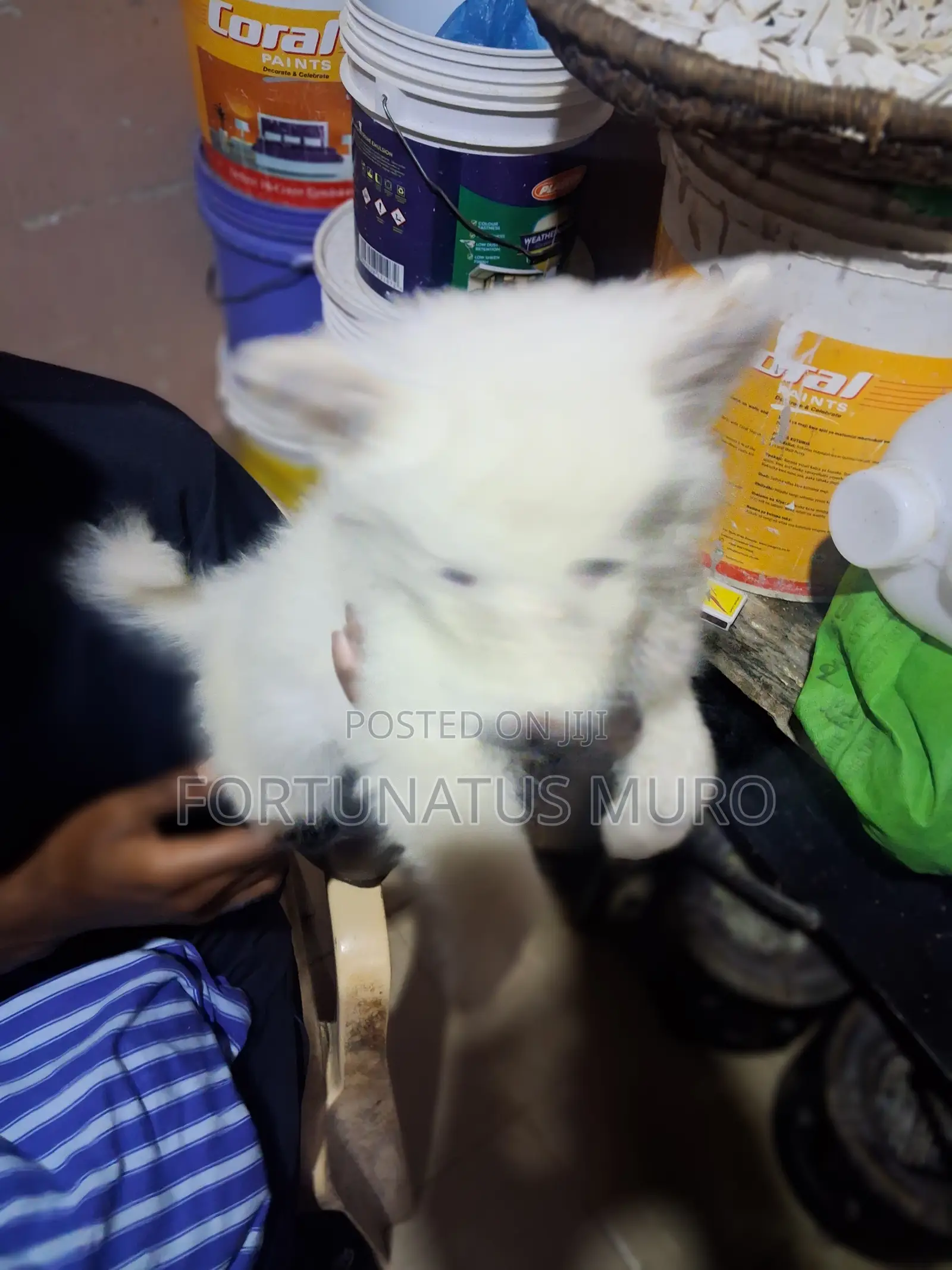 0-1 month Male Purebred Japanese Spitz
