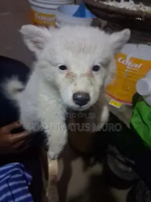 0-1 month Male Purebred Japanese Spitz