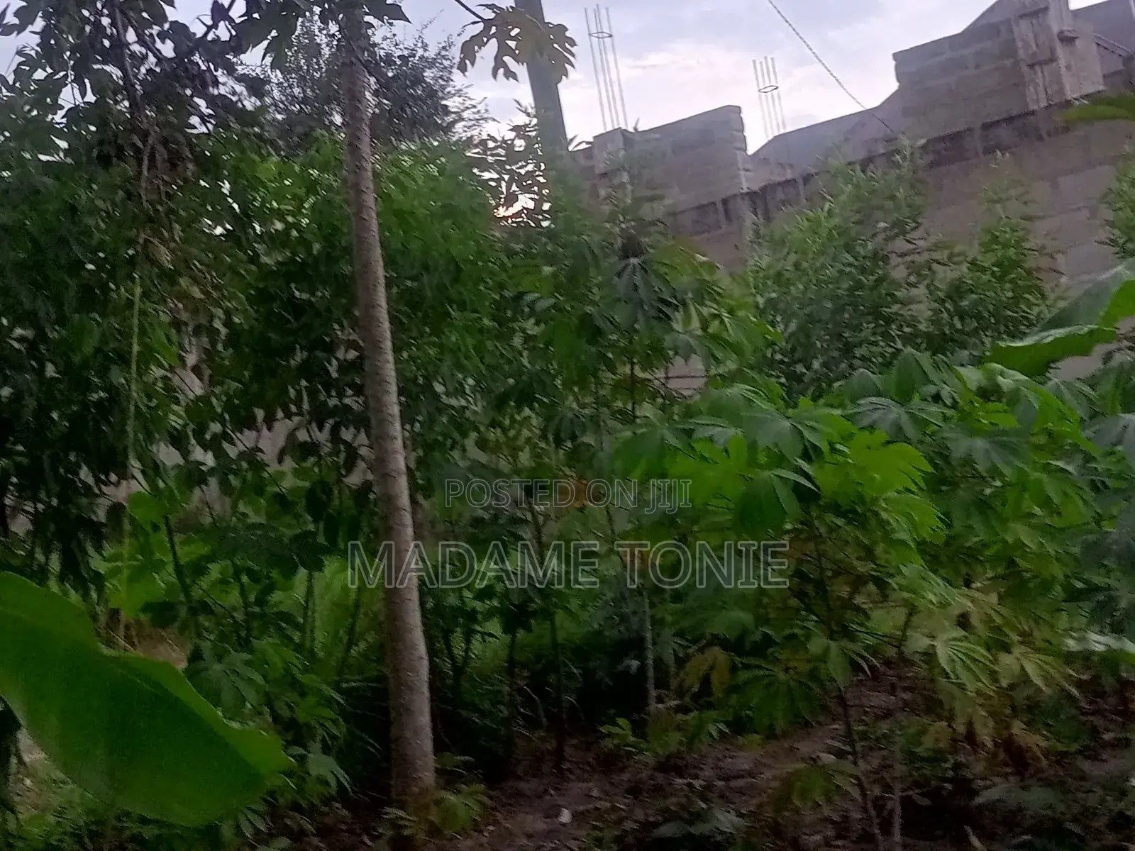 Boma Na Kiwanja Kikubwa Bei Miln 55