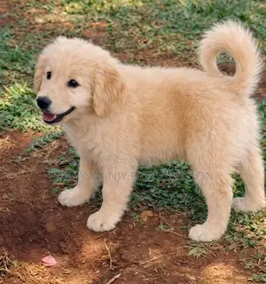 1-3 months Female Purebred Golden Retriever
