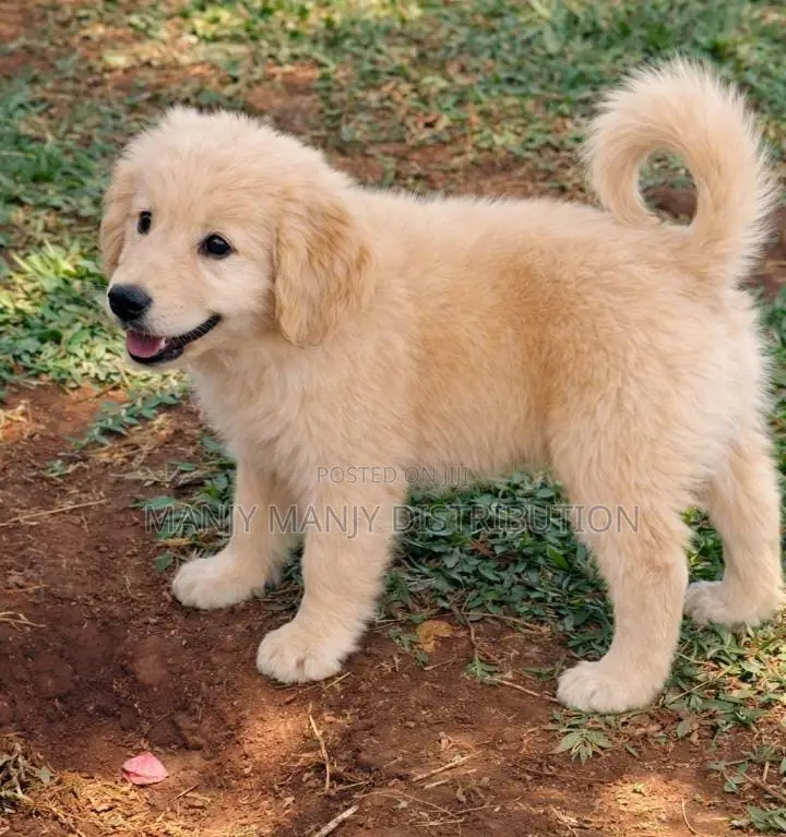 1-3 months Female Purebred Golden Retriever