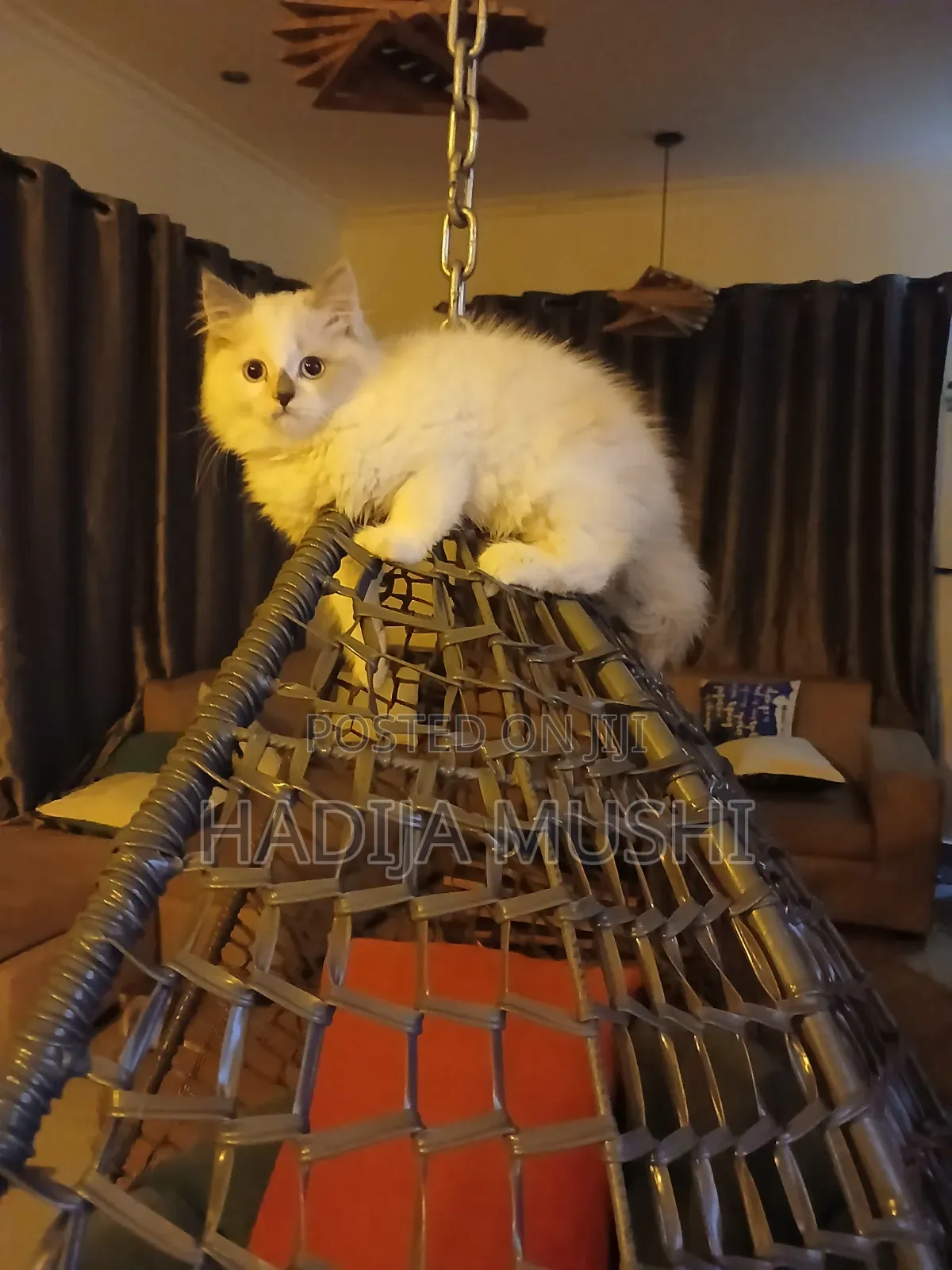 3-6 months Female Mixed Breed Persian