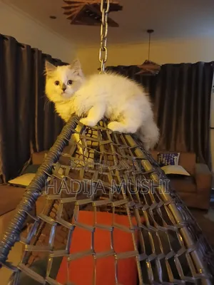 3-6 months Female Mixed Breed Persian