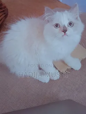 3-6 months Female Mixed Breed Persian