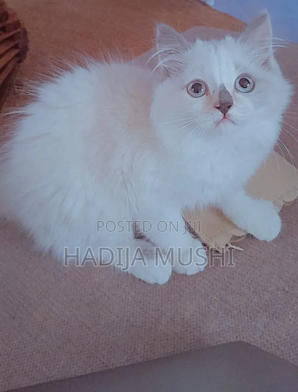 3-6 months Female Mixed Breed Persian