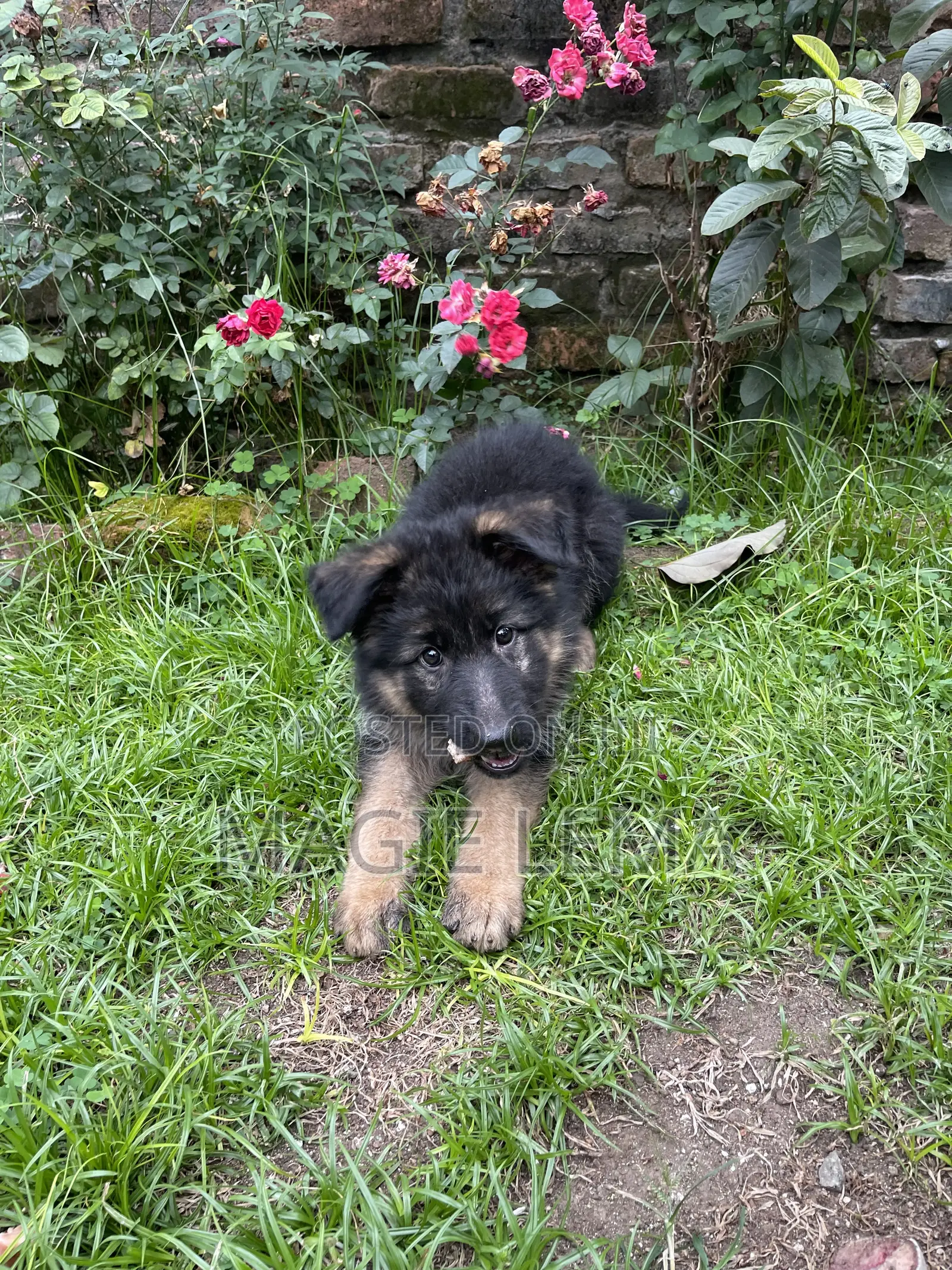 1-3 months Female Purebred German Shepherd