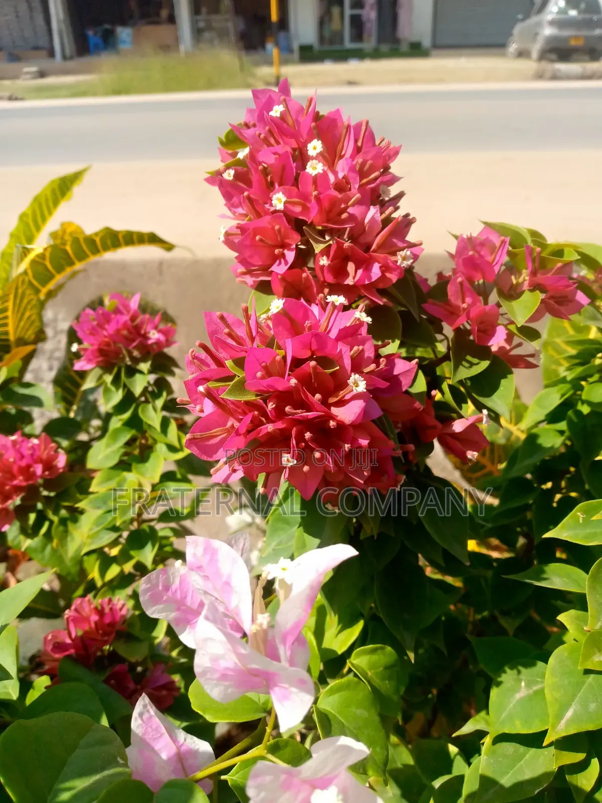 Fraternal Bloom Flowers