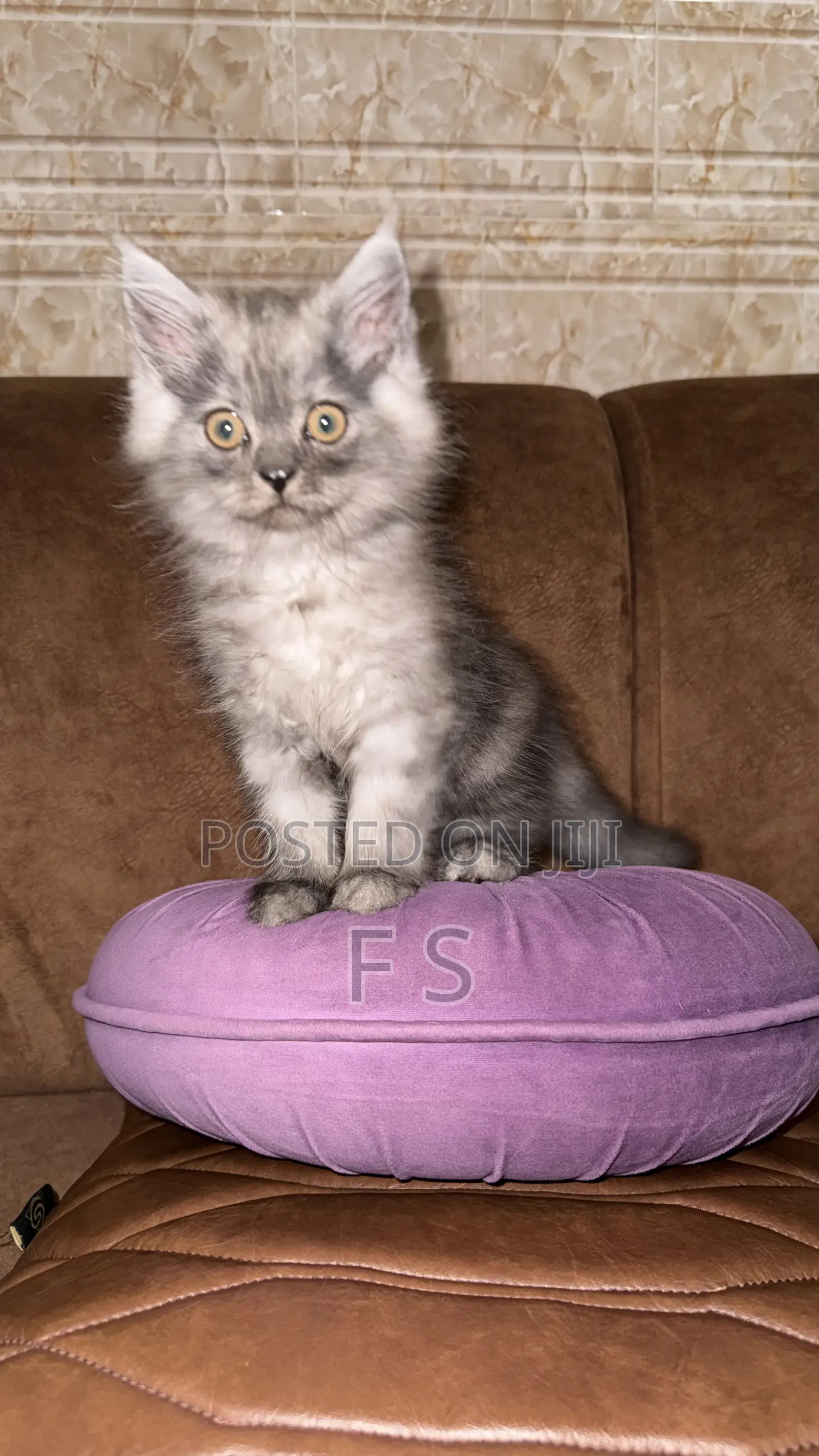 1-3 months Male Purebred Persian