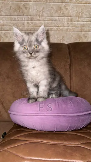 1-3 months Male Purebred Persian