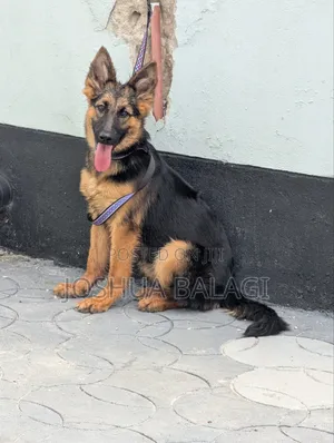 3-6 months Female Purebred German Shepherd