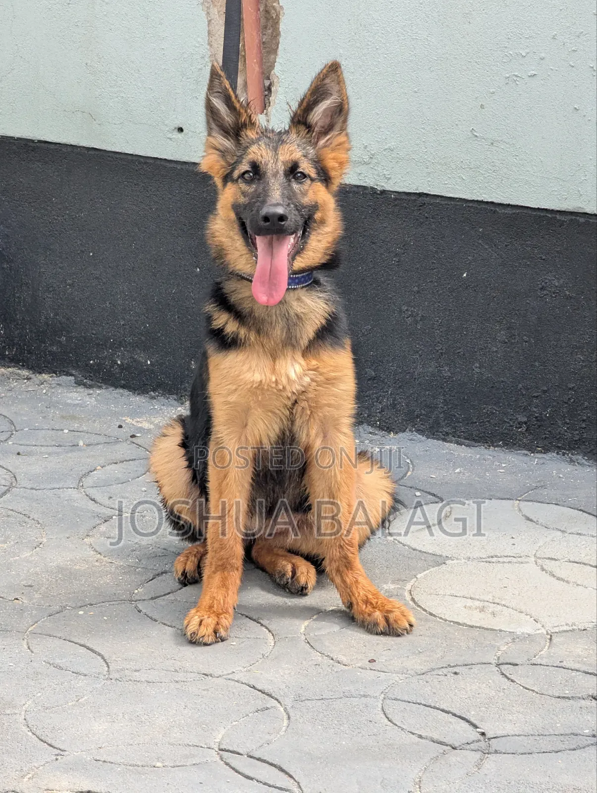 3-6 months Female Purebred German Shepherd