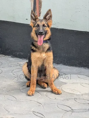 3-6 months Female Purebred German Shepherd