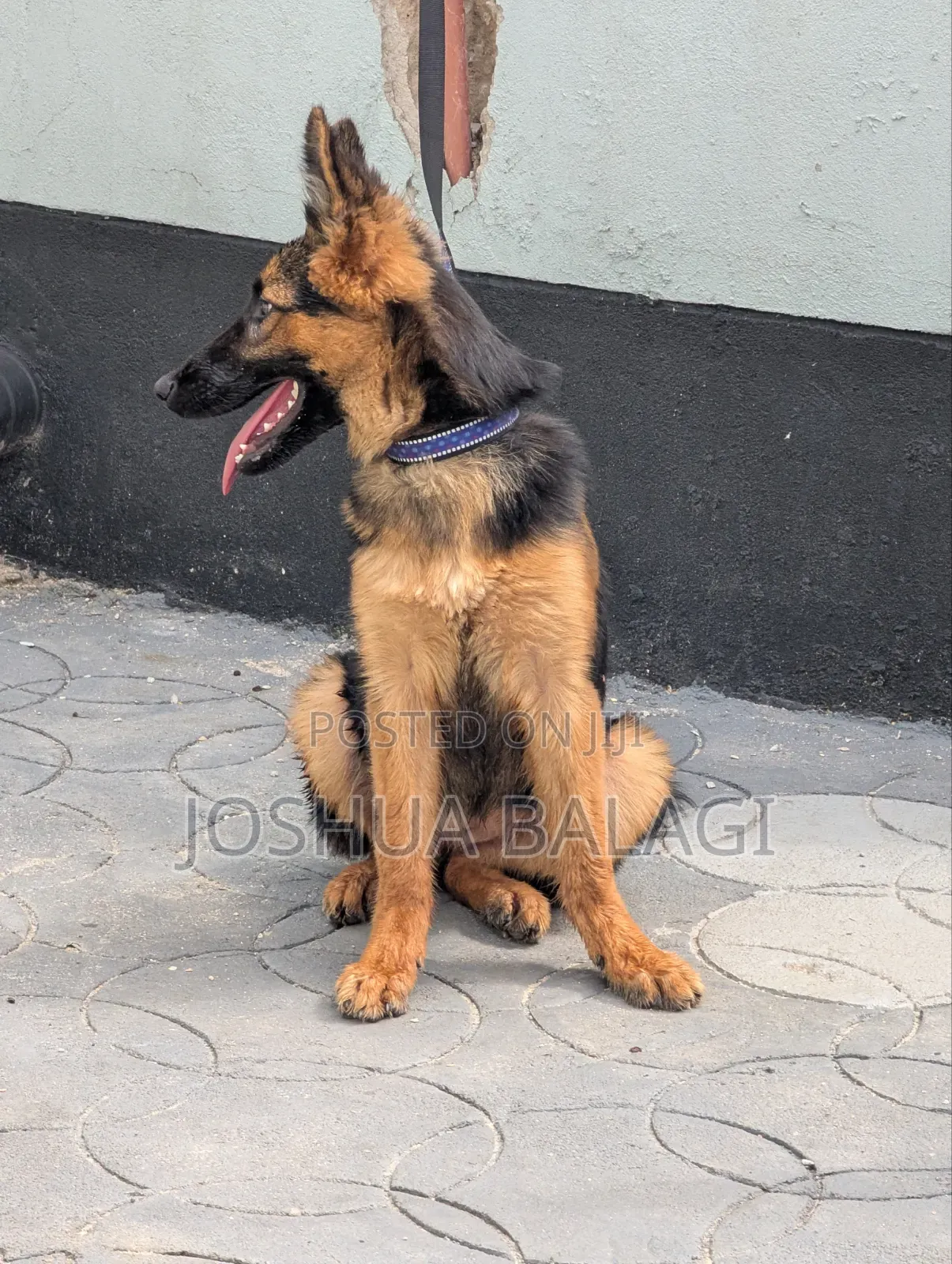 3-6 months Female Purebred German Shepherd