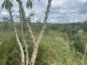 Shamba Linauzwa Miono Hekari 200