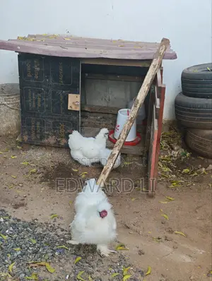 Kuku Wa Silkie Wanauzwa