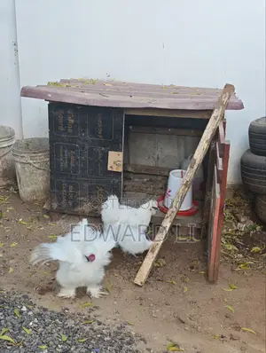 Kuku Wa Silkie Wanauzwa