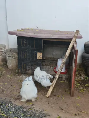 Kuku Wa Silkie Wanauzwa