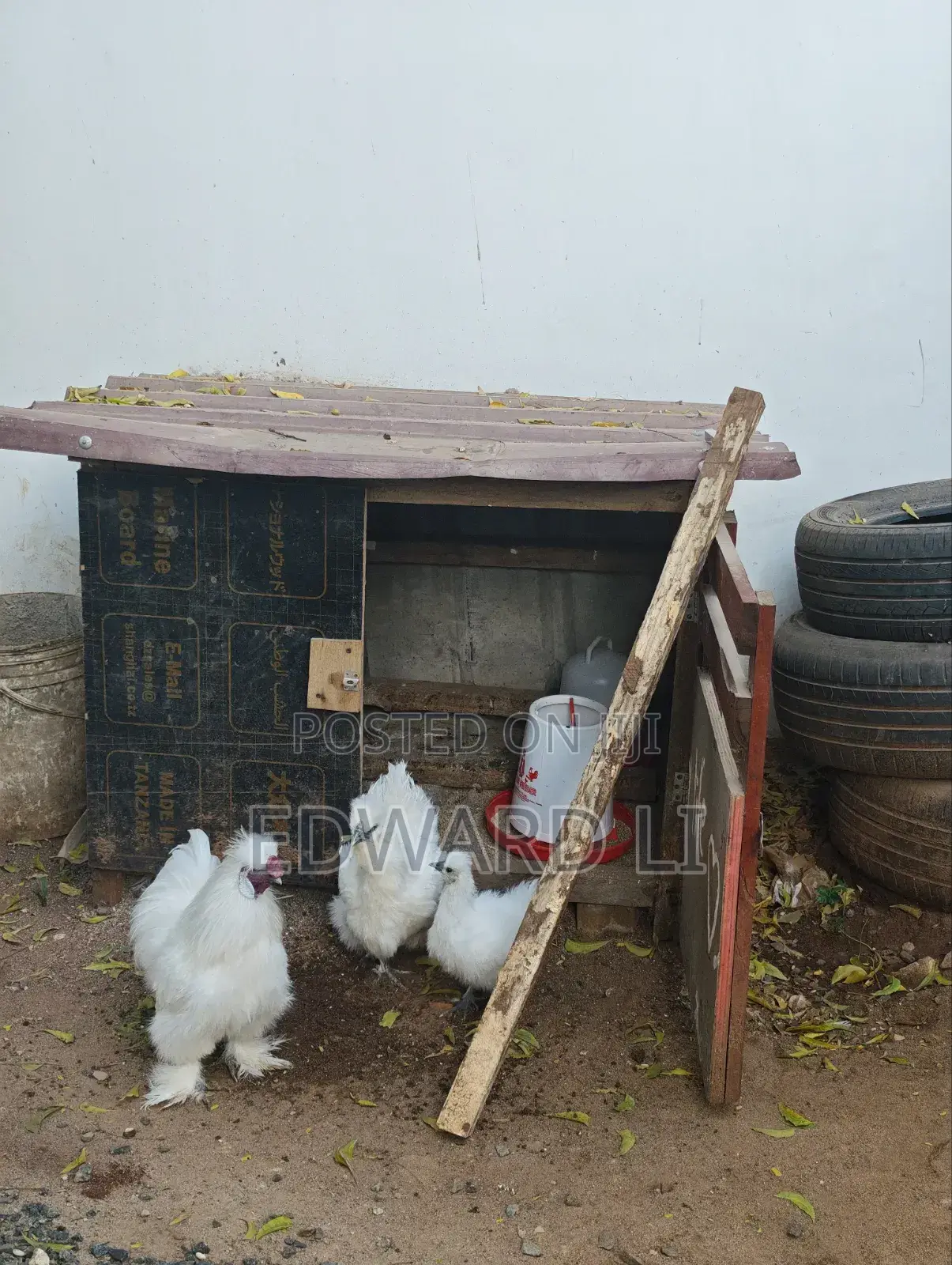 Kuku Wa Silkie Wanauzwa