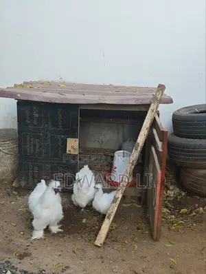 Kuku Wa Silkie Wanauzwa