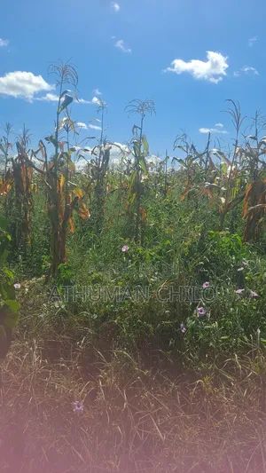 Shamba Linauzwa Kiwangwa Bagamoyo