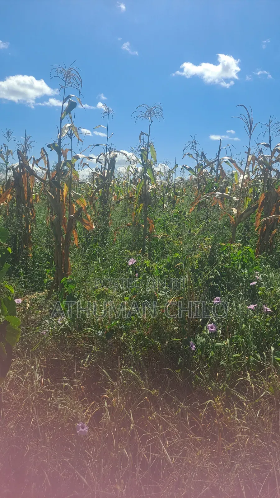 Shamba Linauzwa Kiwangwa Bagamoyo