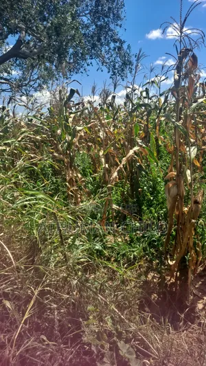 Shamba Linauzwa Kiwangwa Bagamoyo