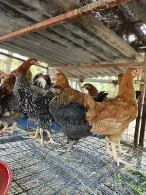 Kuku Aina Ya Kuroiler Wa Miezi 3