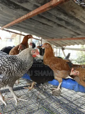Kuku Aina Ya Kuroiler Wa Miezi 3