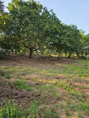 Cheap Plot for Sale Madale Mbopo Mabanda Ya Kuku