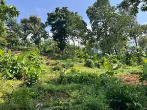 3hector Investment at Arusha Sangara