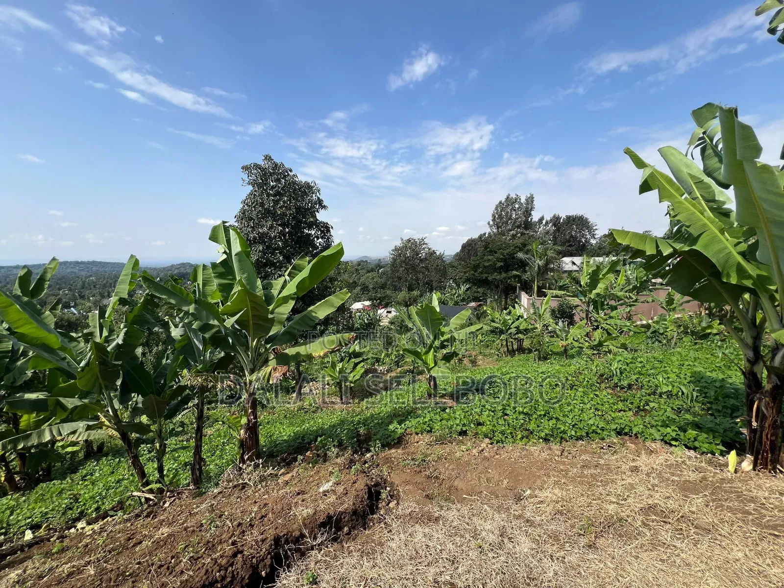 3hector Investment at Arusha Sangara