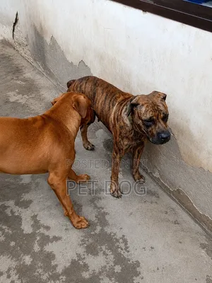1+ year Female Purebred Boerboel