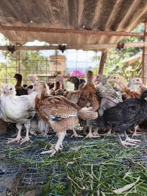 Vifaranga Wa Mwezi 1