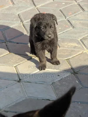 1-3 months Male Purebred German Shepherd