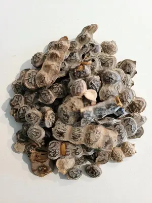 Acacia Seeds