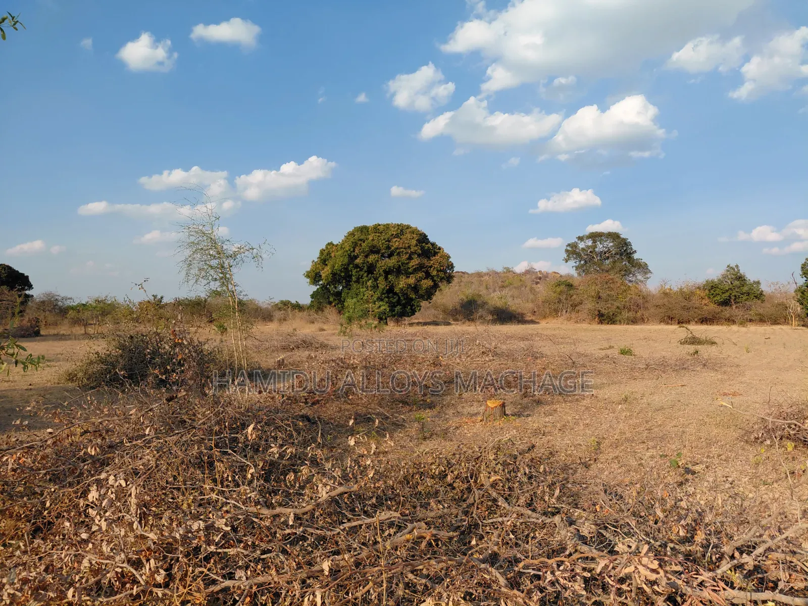 Shamba Ekari 17