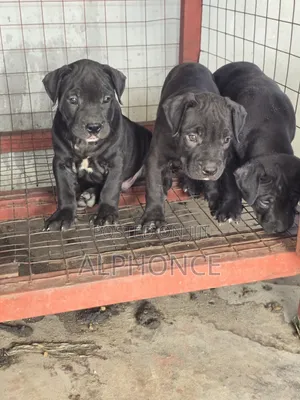 1-3 months Male Purebred American Pit Bull Terrier