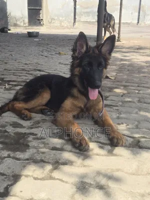 3-6 months Male Purebred German Shepherd