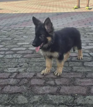 1-3 months Female Purebred German Shepherd