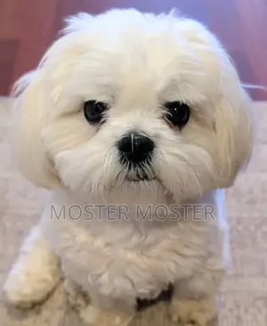 1-3 months Male Purebred Maltese