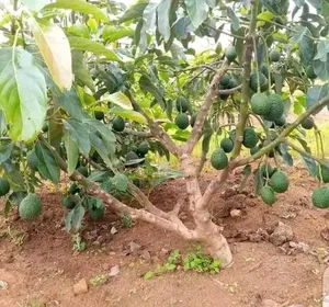 Avacado Farm for Sale at Njombe 200 Acres