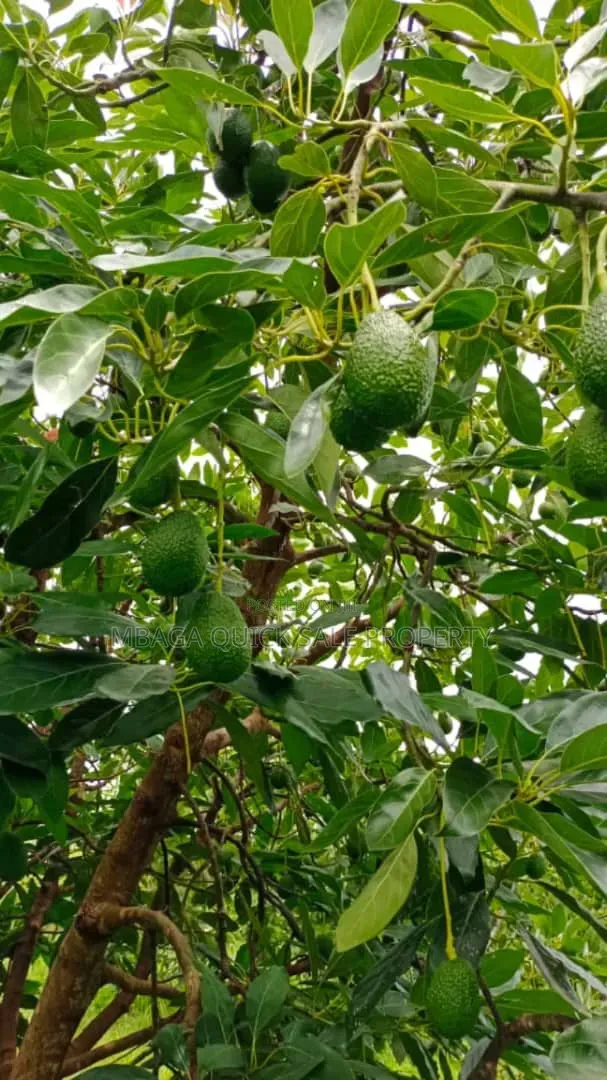 Avacado Farm for Sale at Njombe 200 Acres