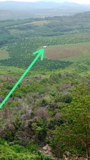 Avacado Farm for Sale at Njombe 200 Acres