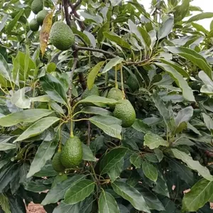 Avacado Farm for Sale at Njombe 200 Acres