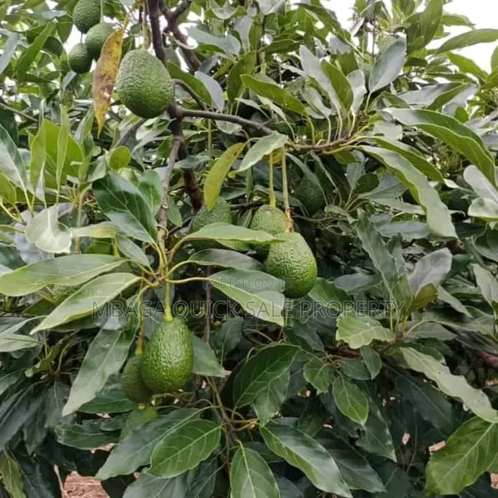 Avacado Farm for Sale at Njombe 200 Acres