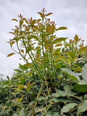 Avacado Farm for Sale at Njombe 200 Acres