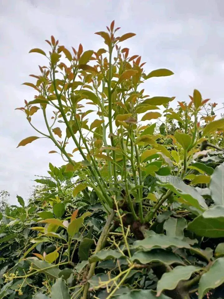 Avacado Farm for Sale at Njombe 200 Acres