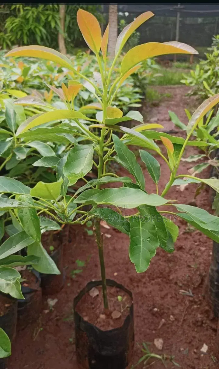 Avacado Farm for Sale at Njombe 200 Acres