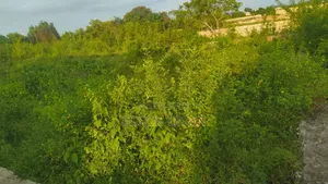 Kiwanja Kinauzwa