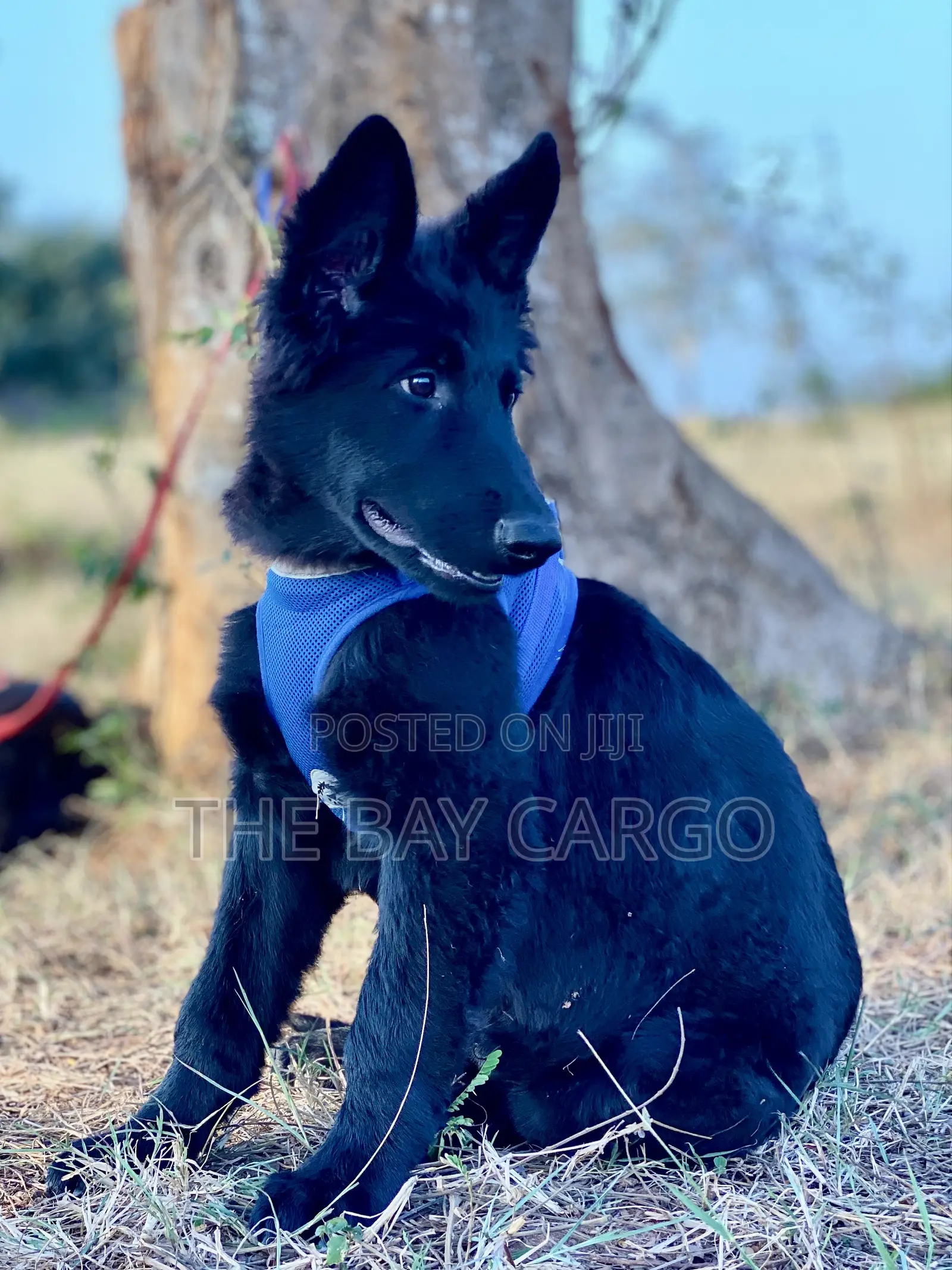 1-3 months Male Purebred German Shepherd